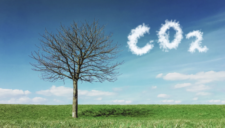 Why Transparency Is Still the Biggest Challenge in Carbon Markets