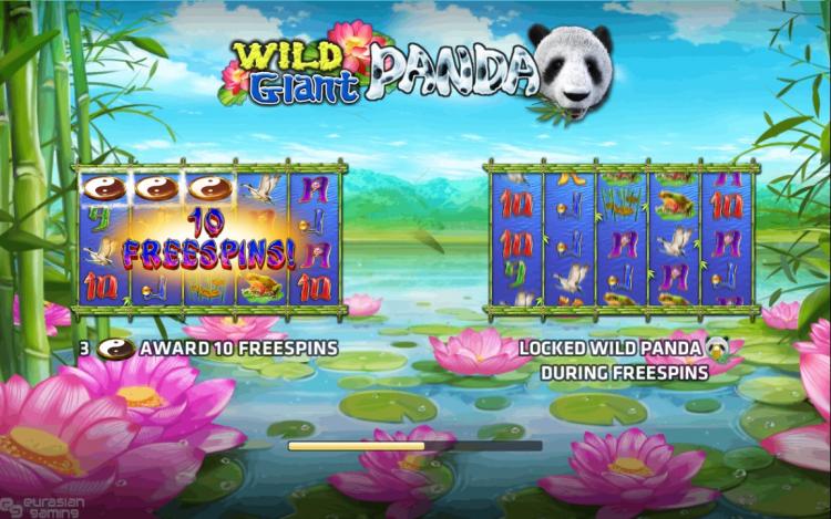 Wild Giant Panda